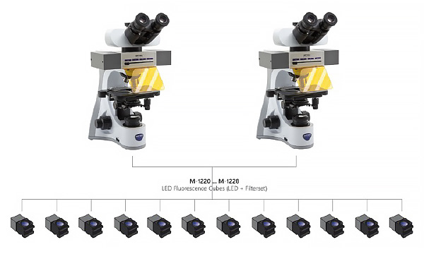 Sintak microscopia a fluorescenza LED o HBO